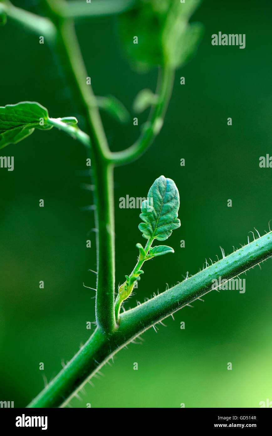 Un Geiztrieb Tomatenpflanze, Solanum lycopersicum Banque D'Images