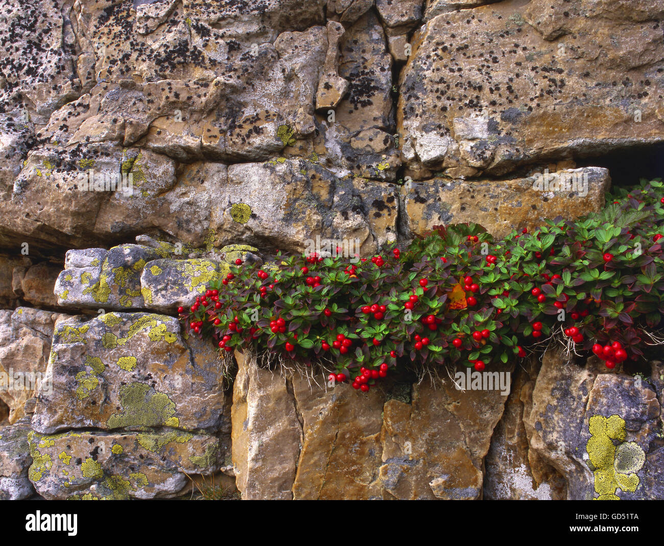 Rote Beeren vom (Hartriegel Cornus suecica) un Felswand, Varanger-Halbinsel, Norwegen, Pflanzen Banque D'Images