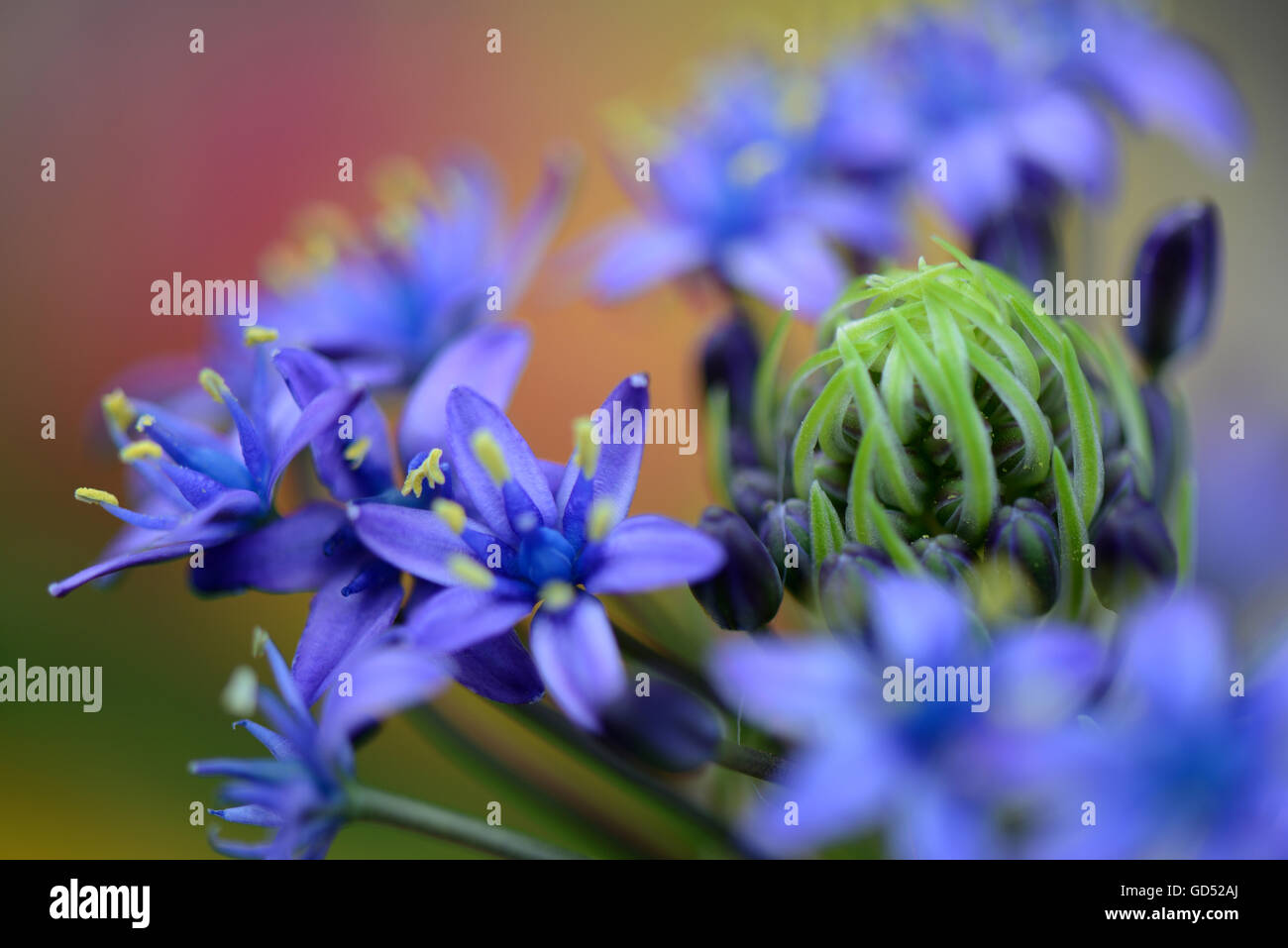 Peruanischer Blaustern, Scilla peruviana Banque D'Images