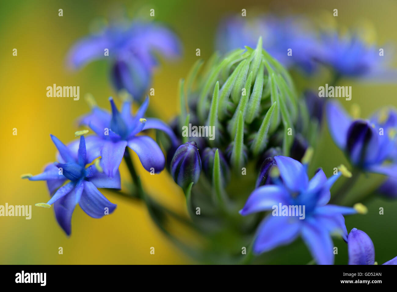 Peruanischer Blaustern, Scilla peruviana Banque D'Images