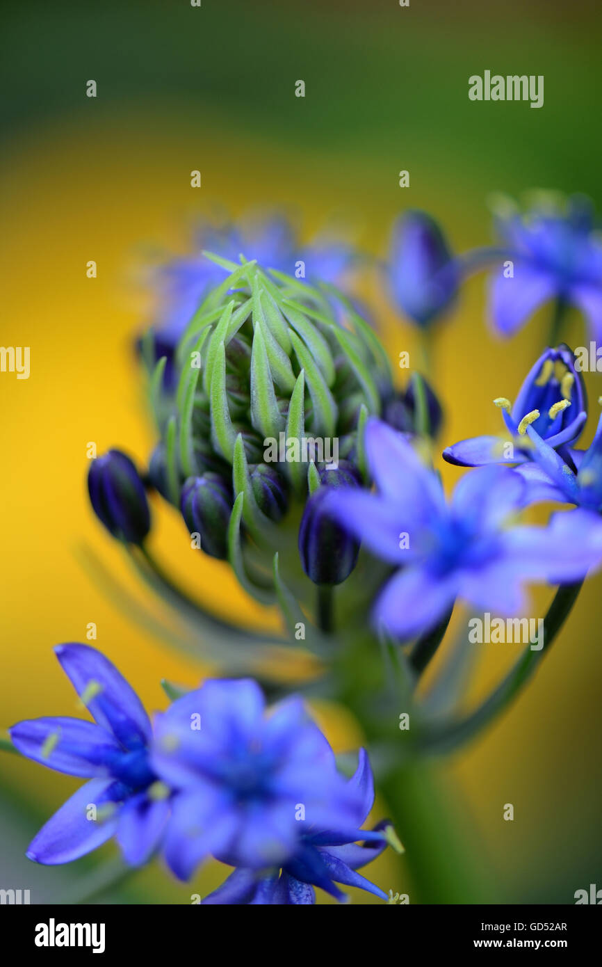 Peruanischer Blaustern, Scilla peruviana Banque D'Images