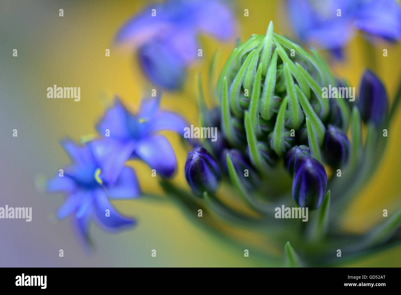 Peruanischer Blaustern, Scilla peruviana Banque D'Images