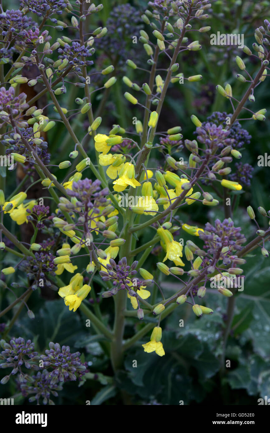 Brokkoli, sorte Early Purple Sprouting, Brassica oleracea var. italica Banque D'Images