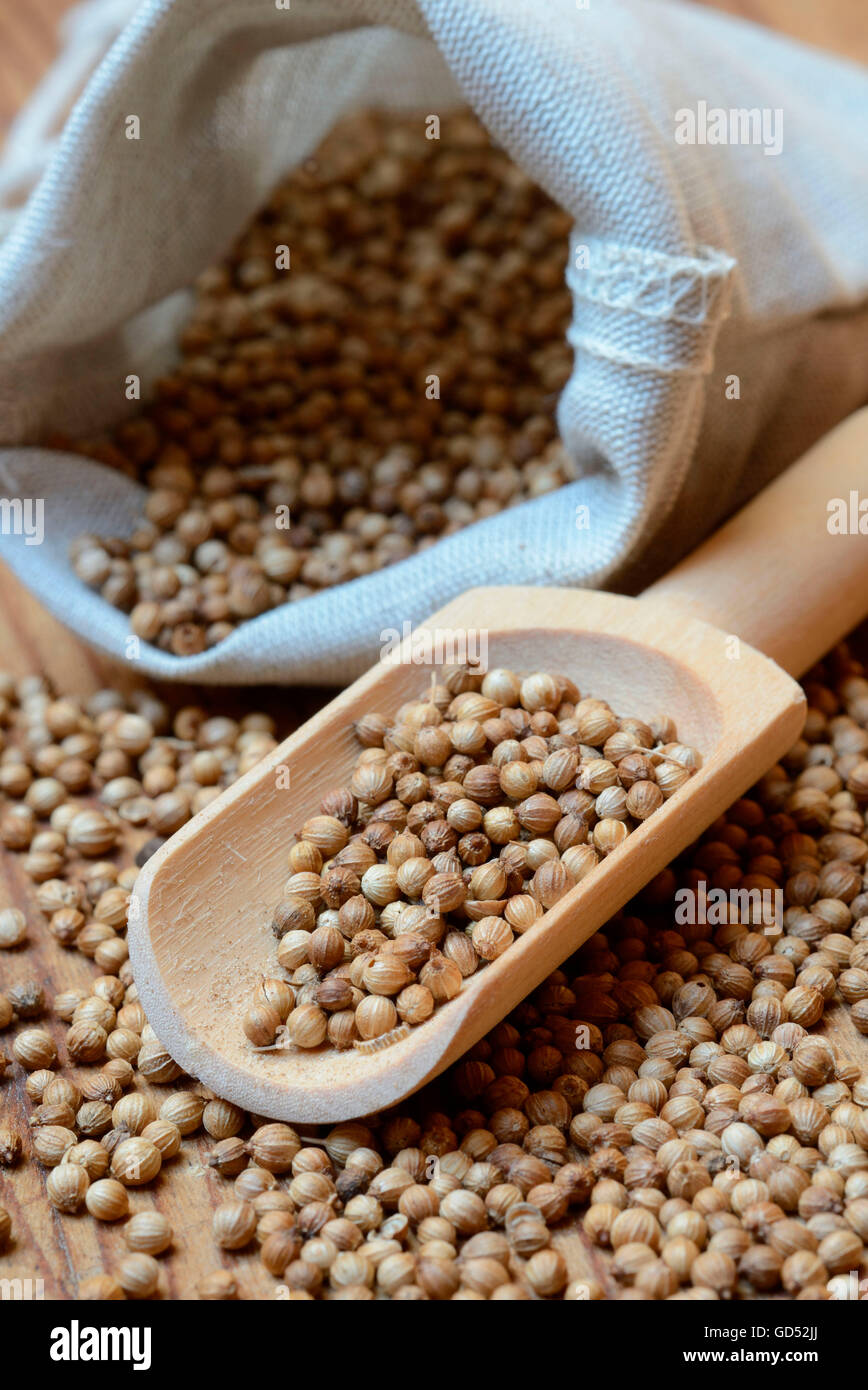 Les graines de coriandre (Coriandrum sativum) / Banque D'Images