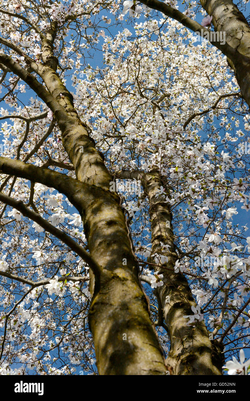 Magnolia, Tessin, Suisse / (Magnolia x loebneri) Banque D'Images