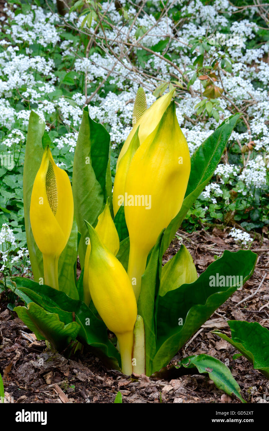 American Skunk chou-/ (Lysichiton americanus) Banque D'Images