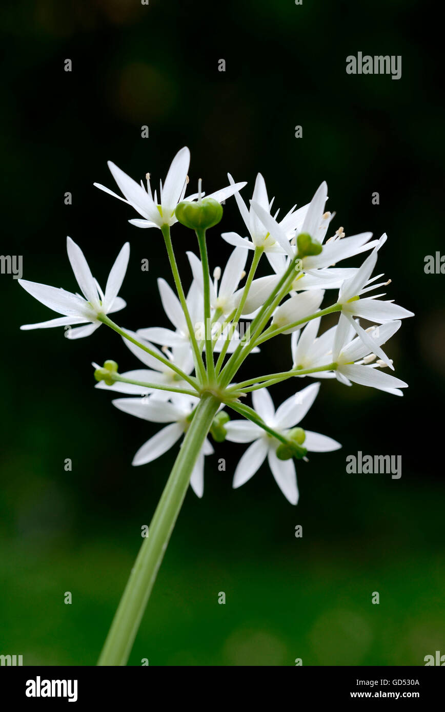 Ramson (Allium ursinum) / Banque D'Images