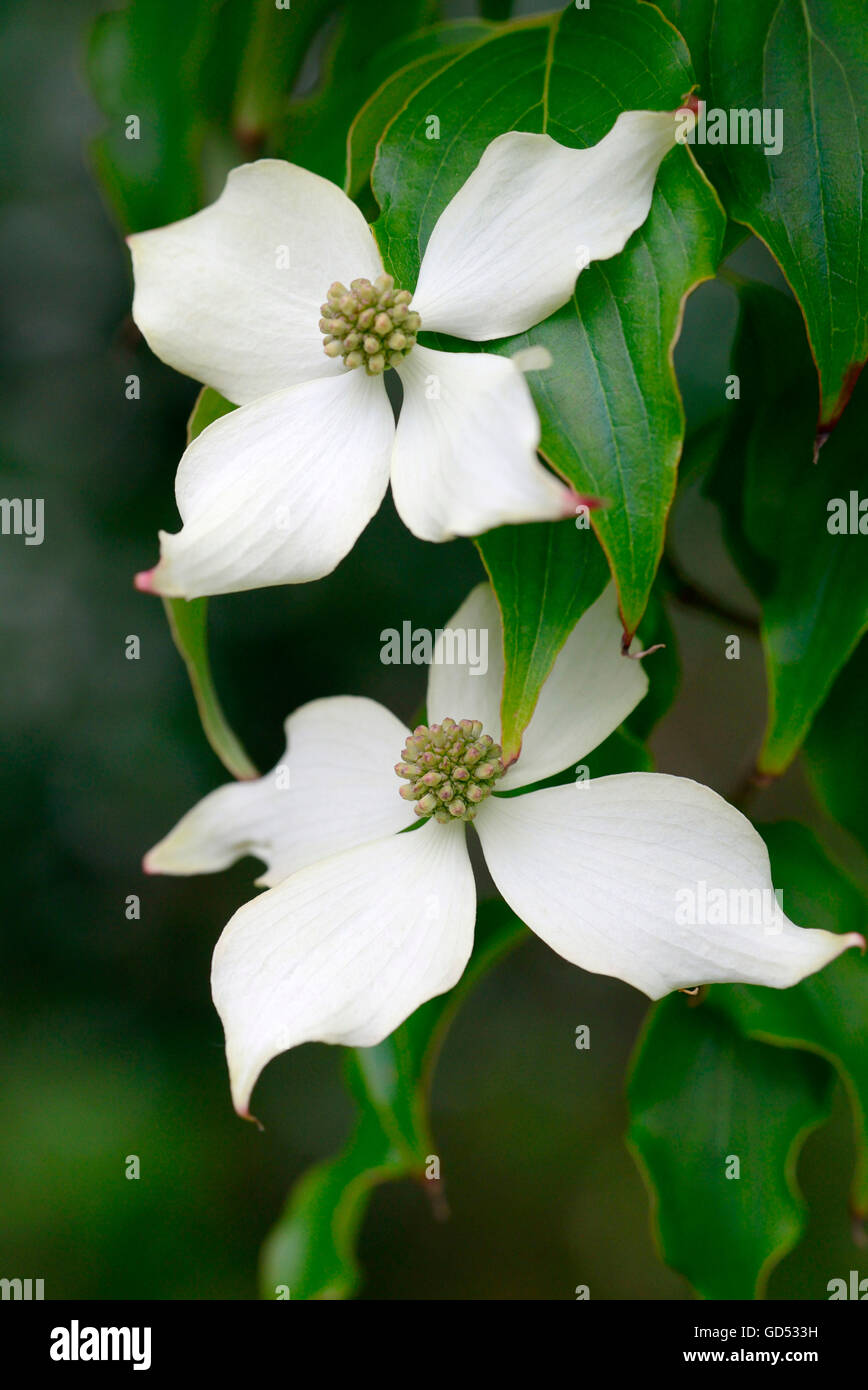 / Cornouiller de Chine (Cornus kousa var. chinensis) Banque D'Images