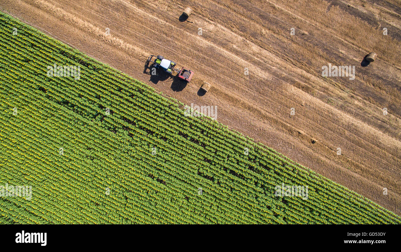 Vue aérienne d'une ramasseuse-presse paille tracteur travaillant dans un champ agricole dans une chaude après-midi d'été. Banque D'Images