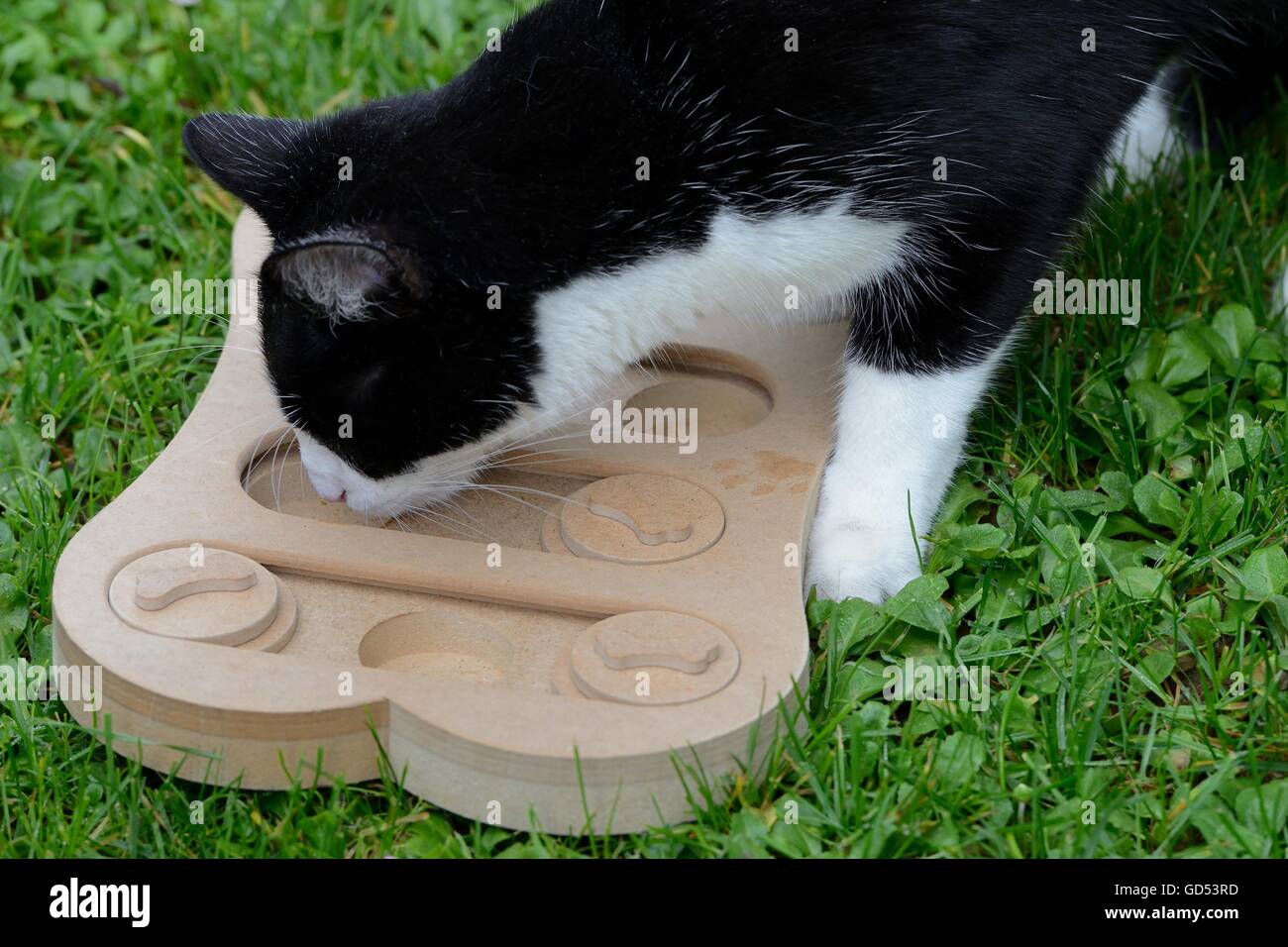 Katze sucht Futter im Beschaeftigungsspiel Beschaeftigung Intelligenzspielzeug,, Banque D'Images