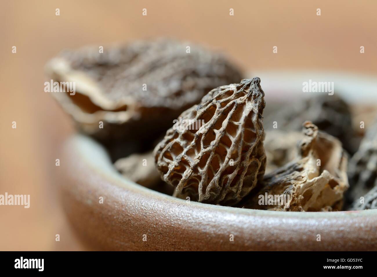 Morilles séchées / (Morchella conica) Banque D'Images