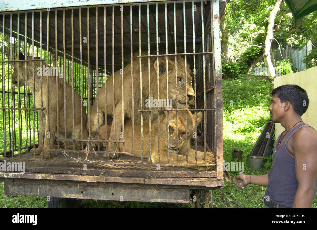 Dans la cage des Lions Photo Stock - Alamy