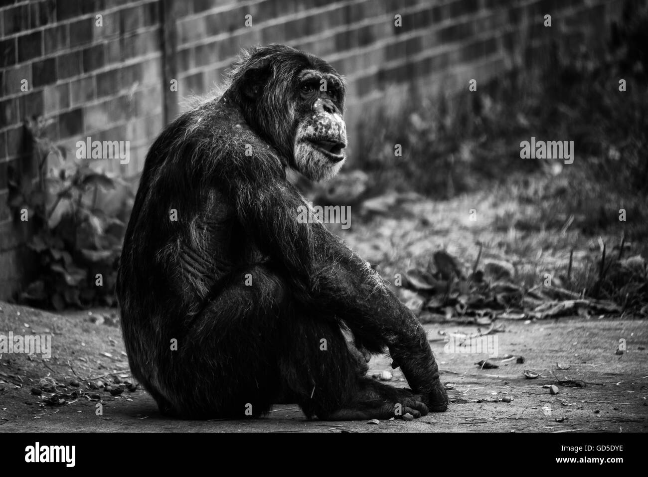 Le zoo de Chester singe chimpanzé de l'été 2016 Banque D'Images