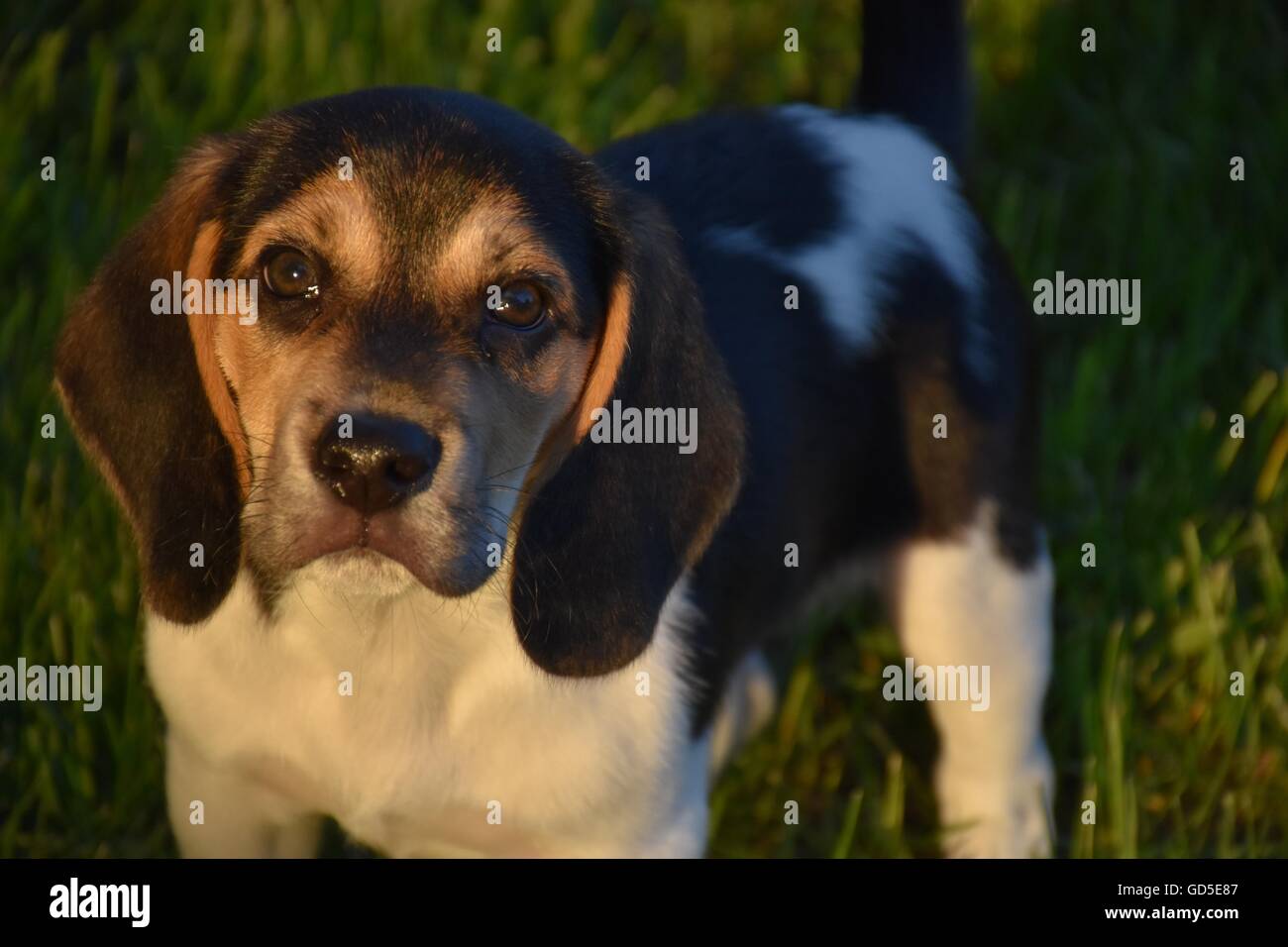 Beagle Puppy Banque D'Images