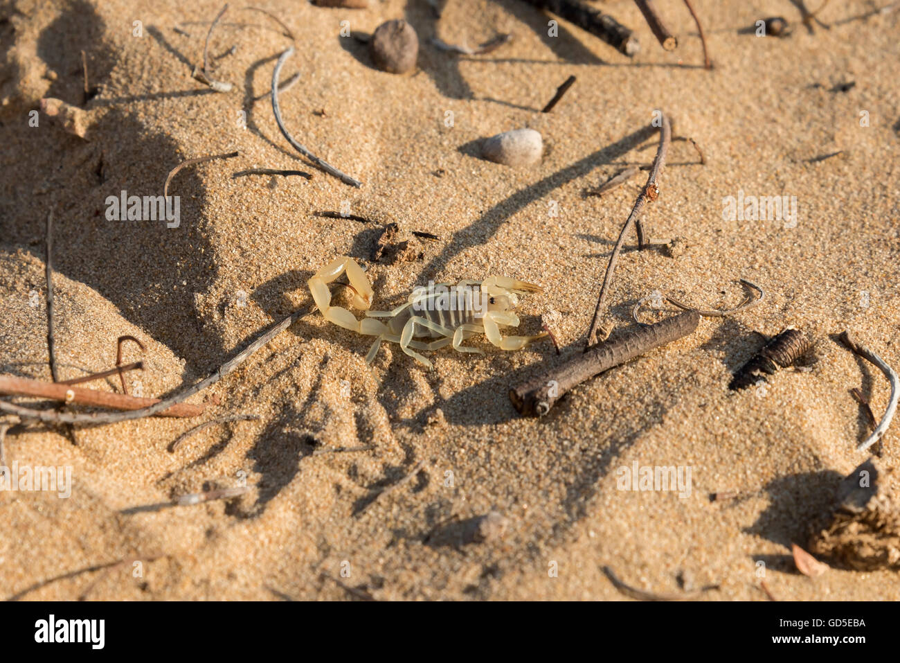 Scorpion (Vachoniolus minipectin) dans son environnement naturel trouvé dans le désert Banque D'Images