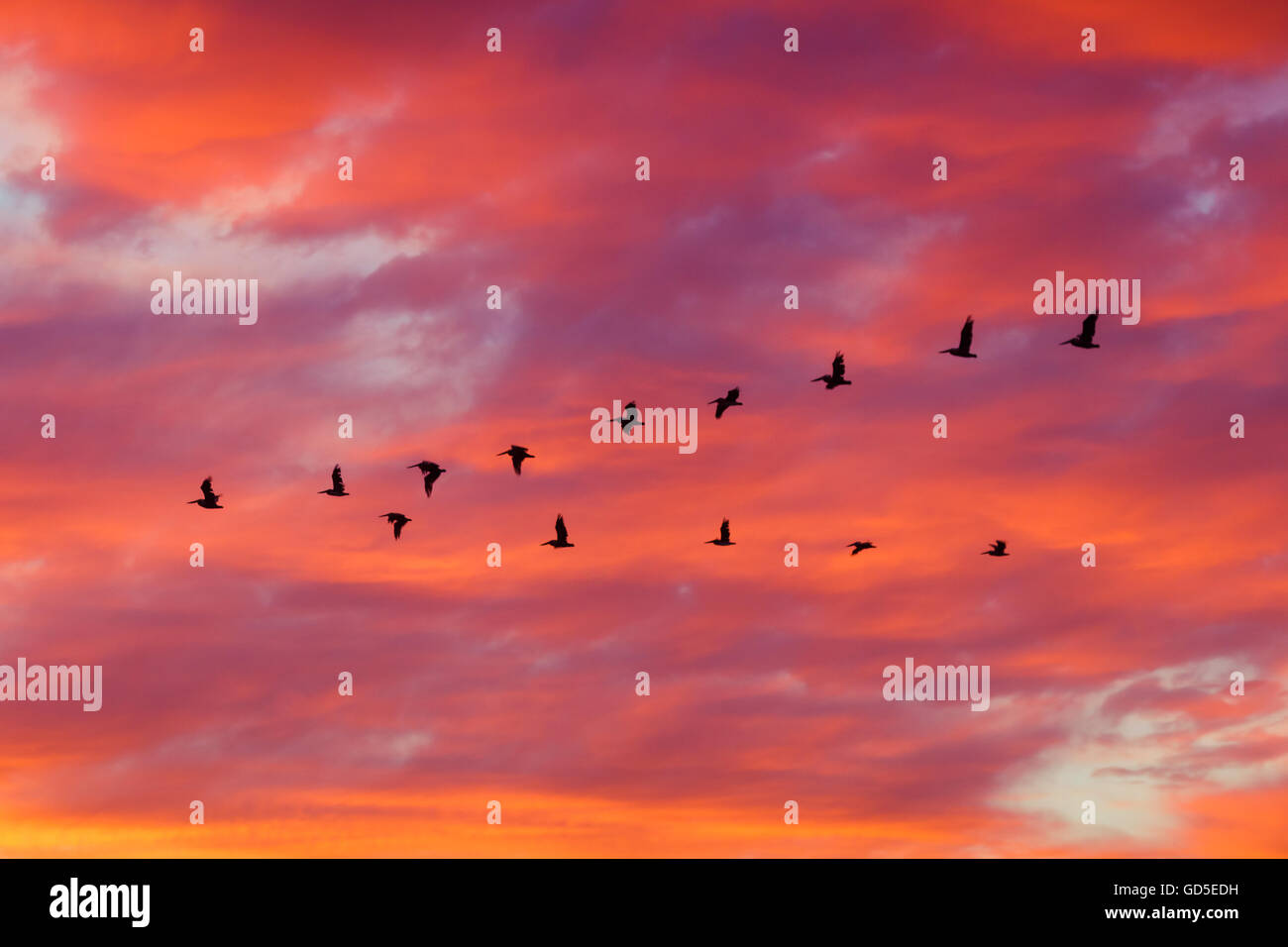 Sillhoutte d'oiseaux volant en formation avec les nuages spectaculaires au coucher du soleil Banque D'Images