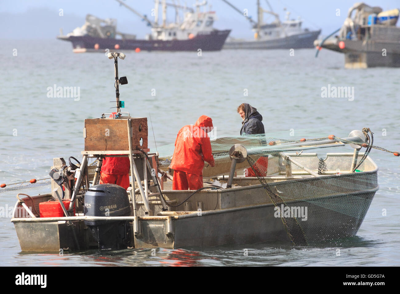 Hareng près de Nanaimo, île de Vancouver, Colombie-Britannique Banque D'Images