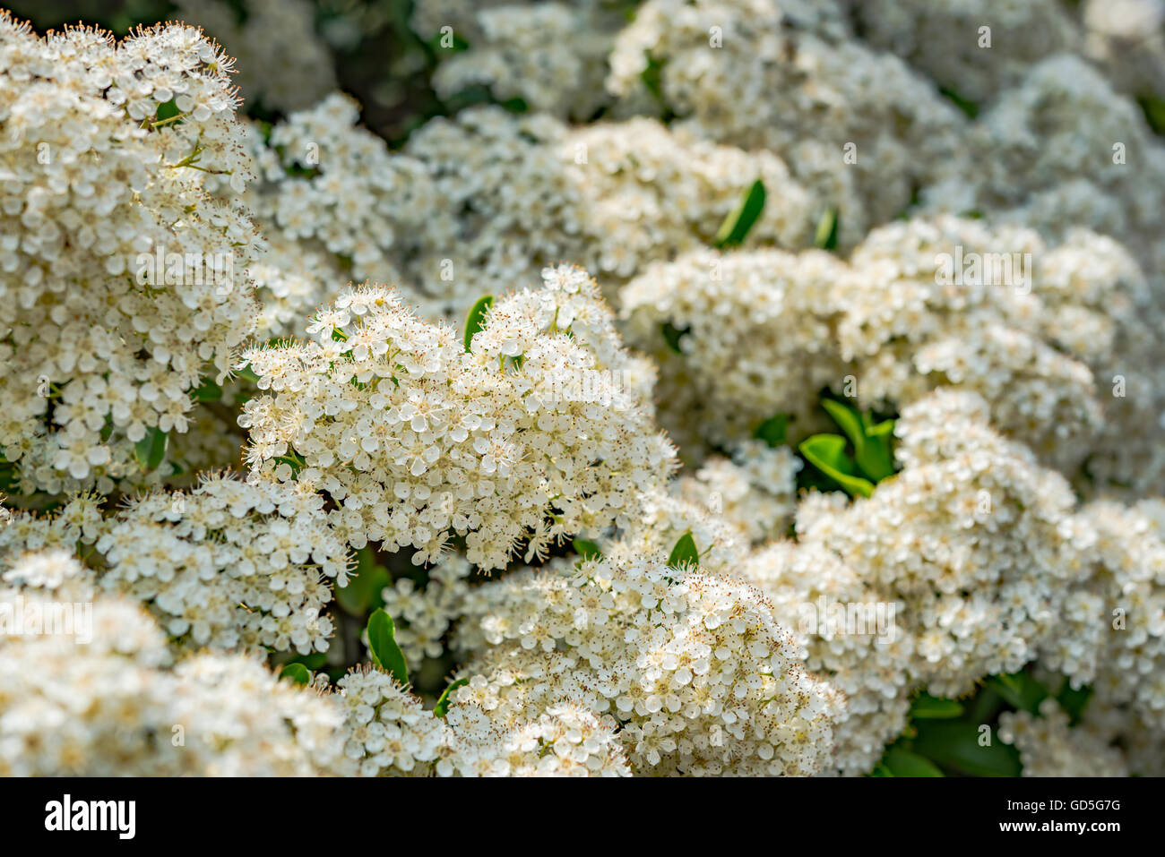 Fleurs blanches au printemps Banque D'Images