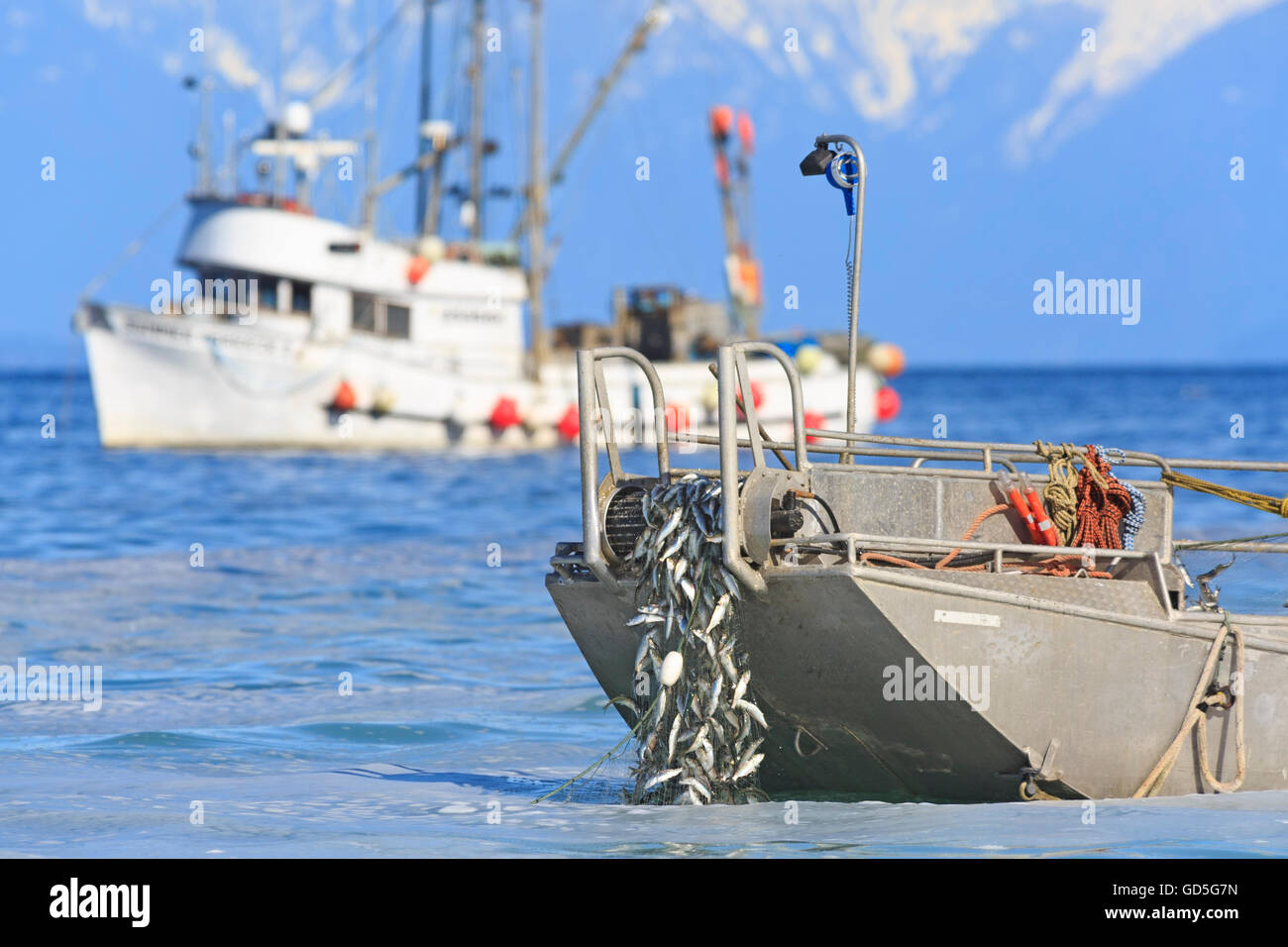 Hareng près de Nanaimo, île de Vancouver, Colombie-Britannique Banque D'Images