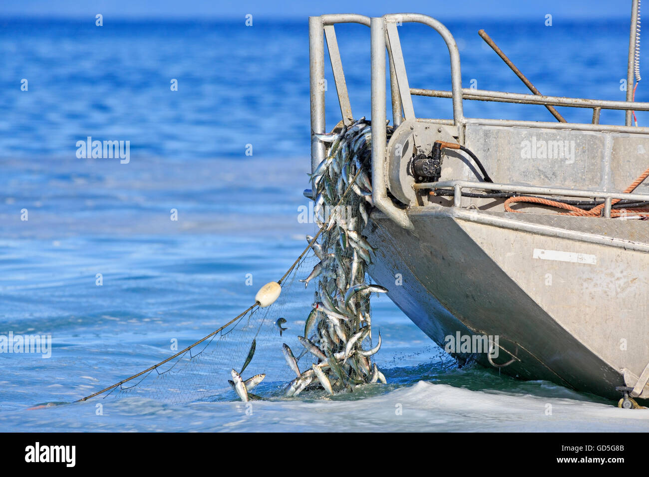 Hareng près de Nanaimo, île de Vancouver, Colombie-Britannique Banque D'Images