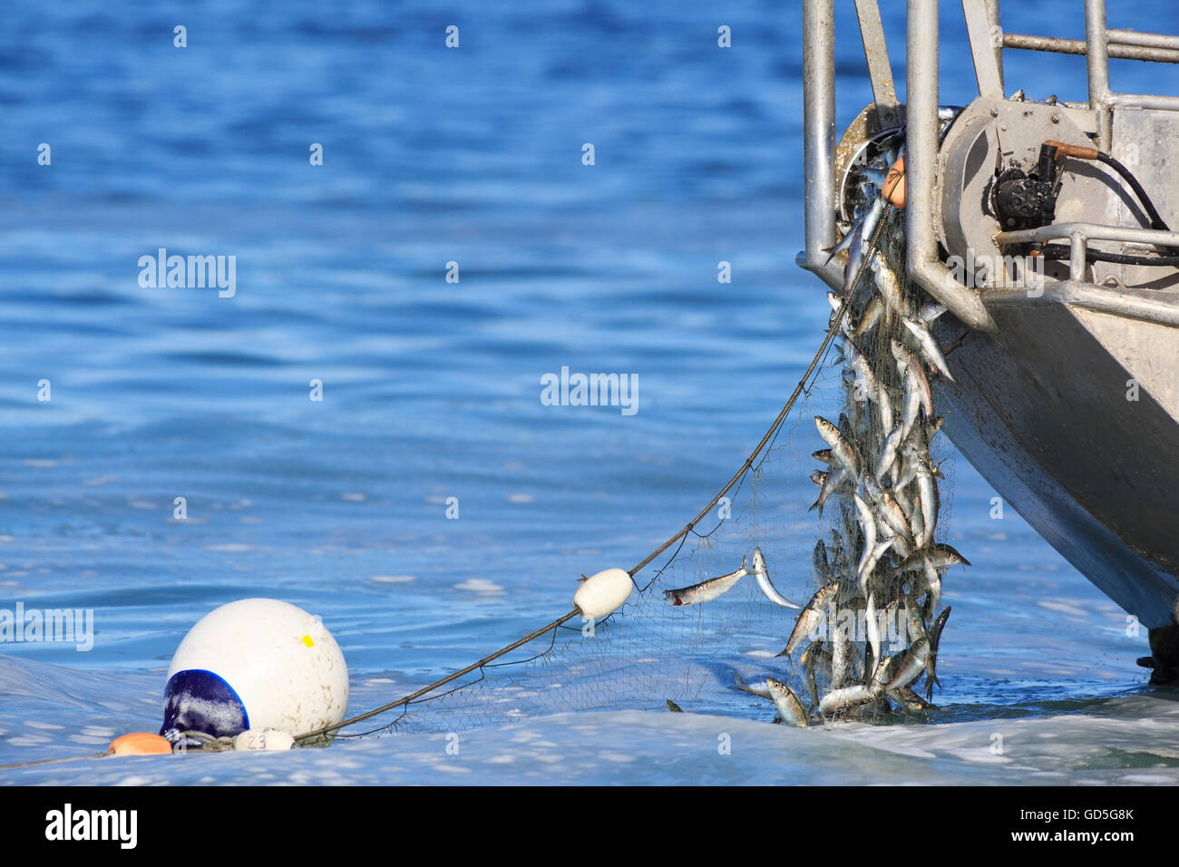 Hareng près de Nanaimo, île de Vancouver, Colombie-Britannique Banque D'Images
