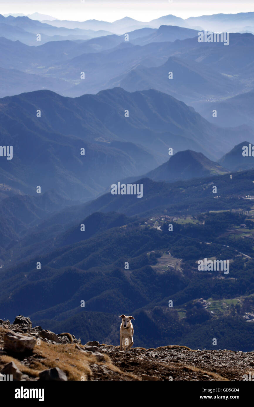 Un lévrier chien qui court depuis le sommet des montagnes, la montagne Pedraforca, Catalogne, Espagne. Banque D'Images