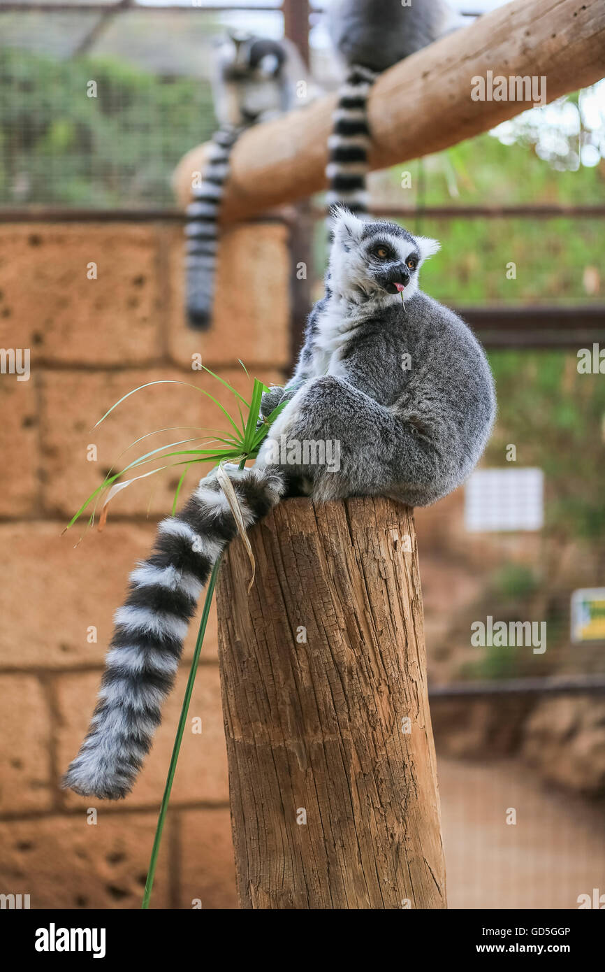 Untitled Document Lemur catta avec une queue ray e noir et blanc