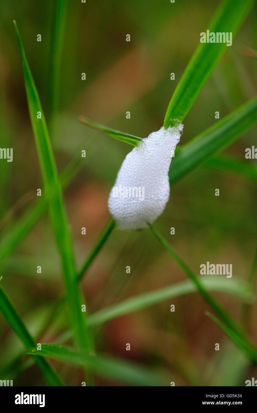 Cuckoo crachent sur une tige d'herbe. Banque D'Images