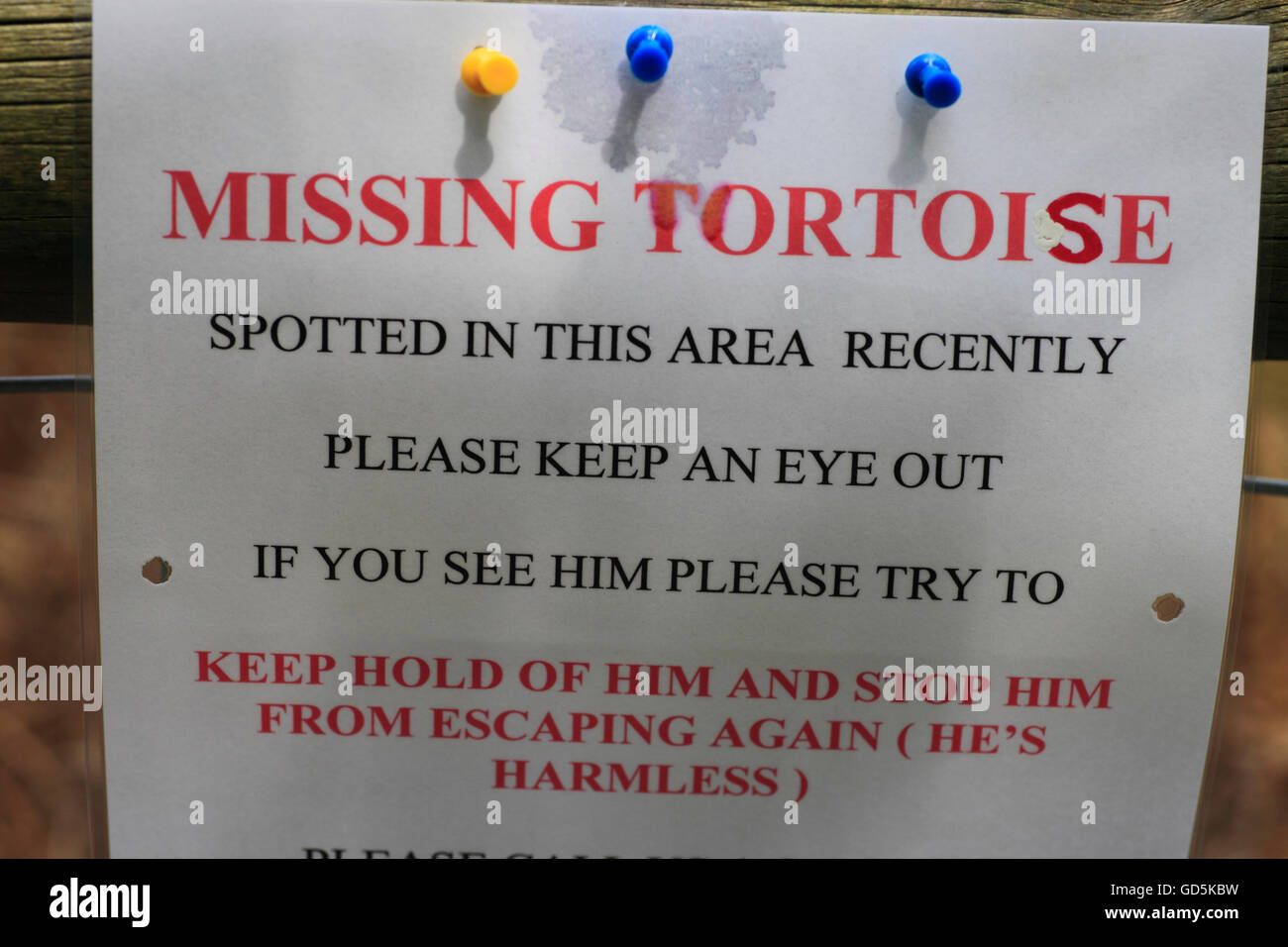 Poster pour demander de l'aide pour trouver une tortue. Banque D'Images