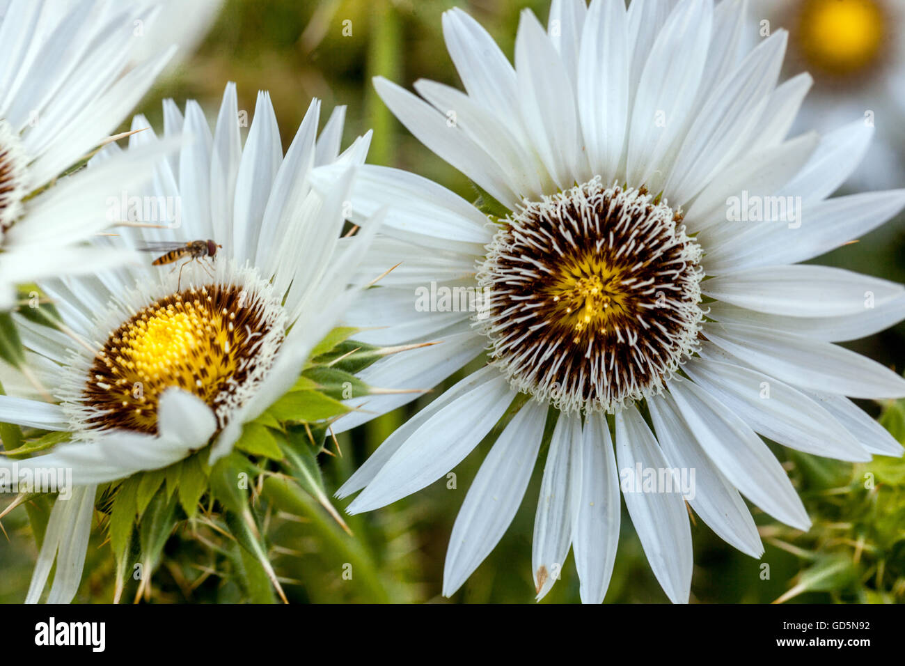 Berkheya cirsiifolia Banque D'Images