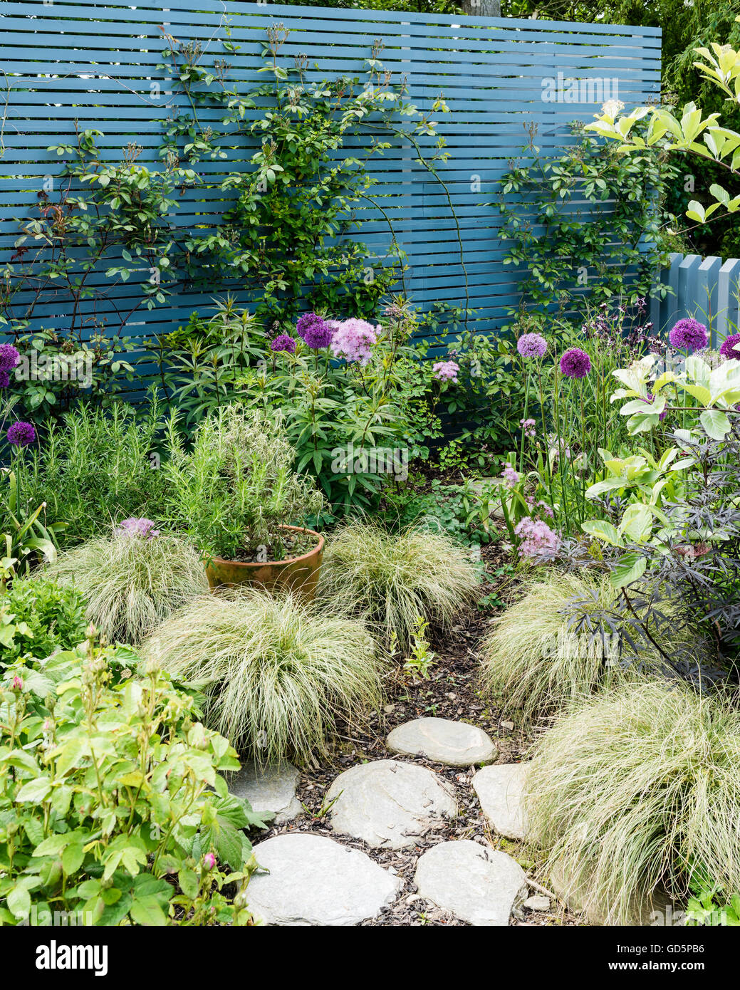 Allium et les herbes dans la cour-jardin avec lattes en bois peint de l'écran en Pigeon de Farrow & Ball Banque D'Images