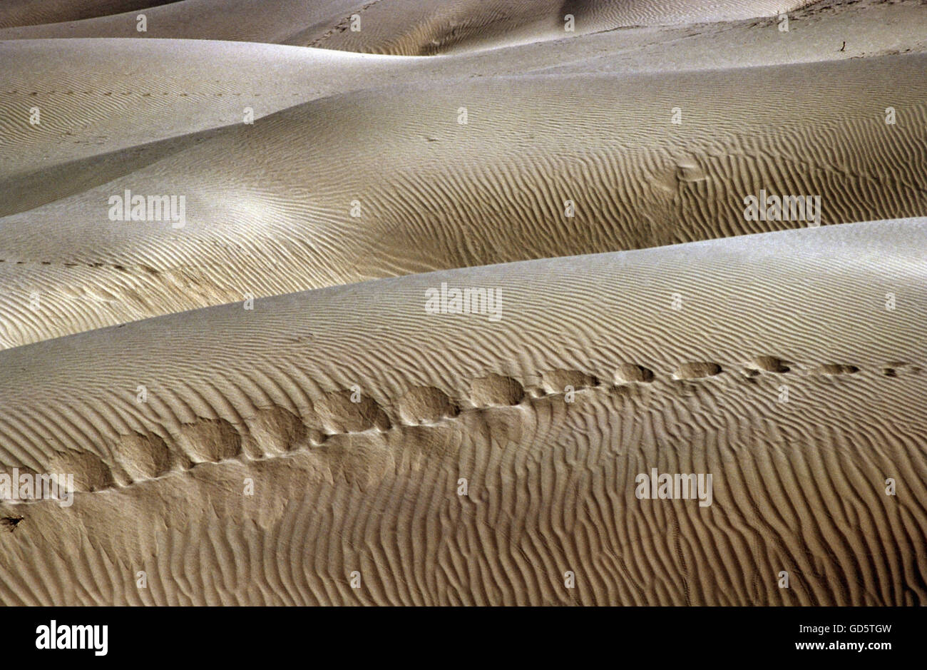 Dunes de sable Banque D'Images