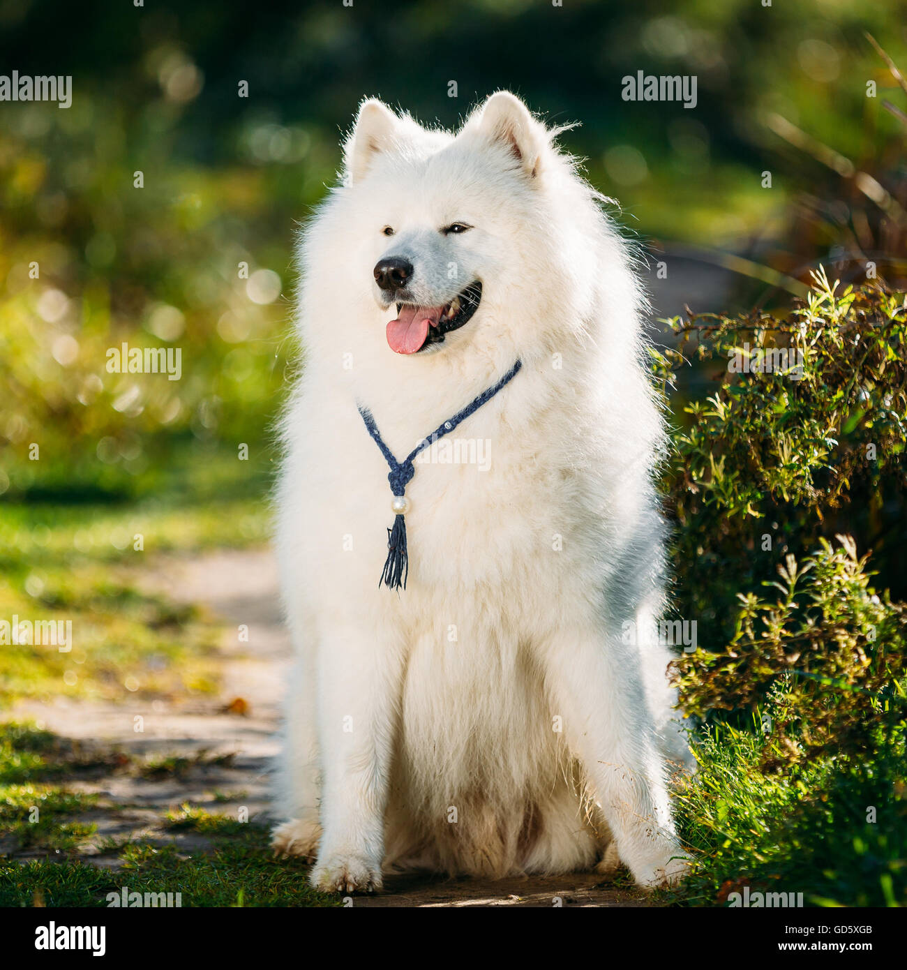 Très drôle Friendly Happy gentil animal chien Samoyède blanc en Plein Air Parc d'été. Smiling dog. Banque D'Images