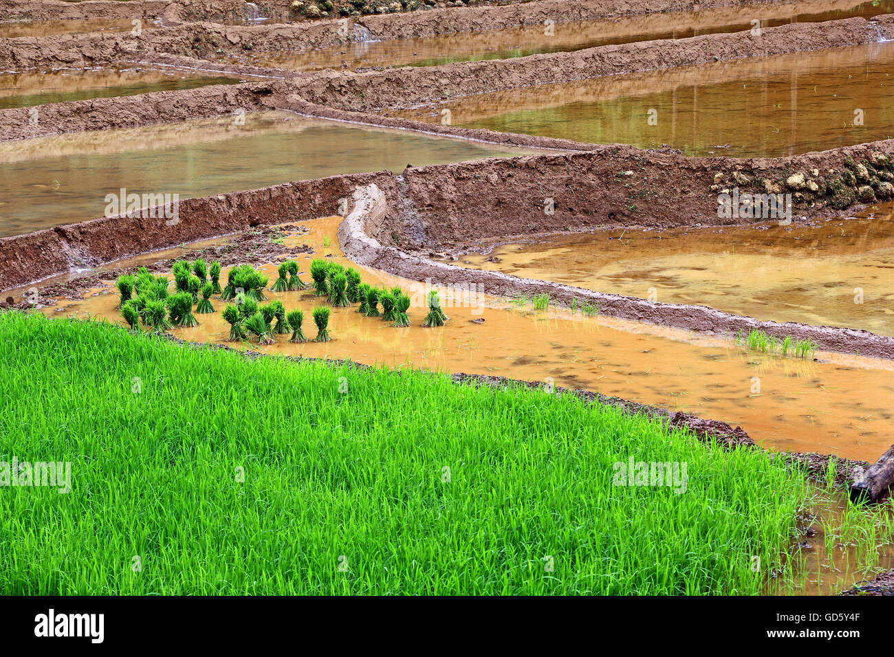 Rizières en terrasses en préparation pour la plantation de jeunes plants de riz. Plants de riz sont pincées et faite en bottes à la replantation. Banque D'Images