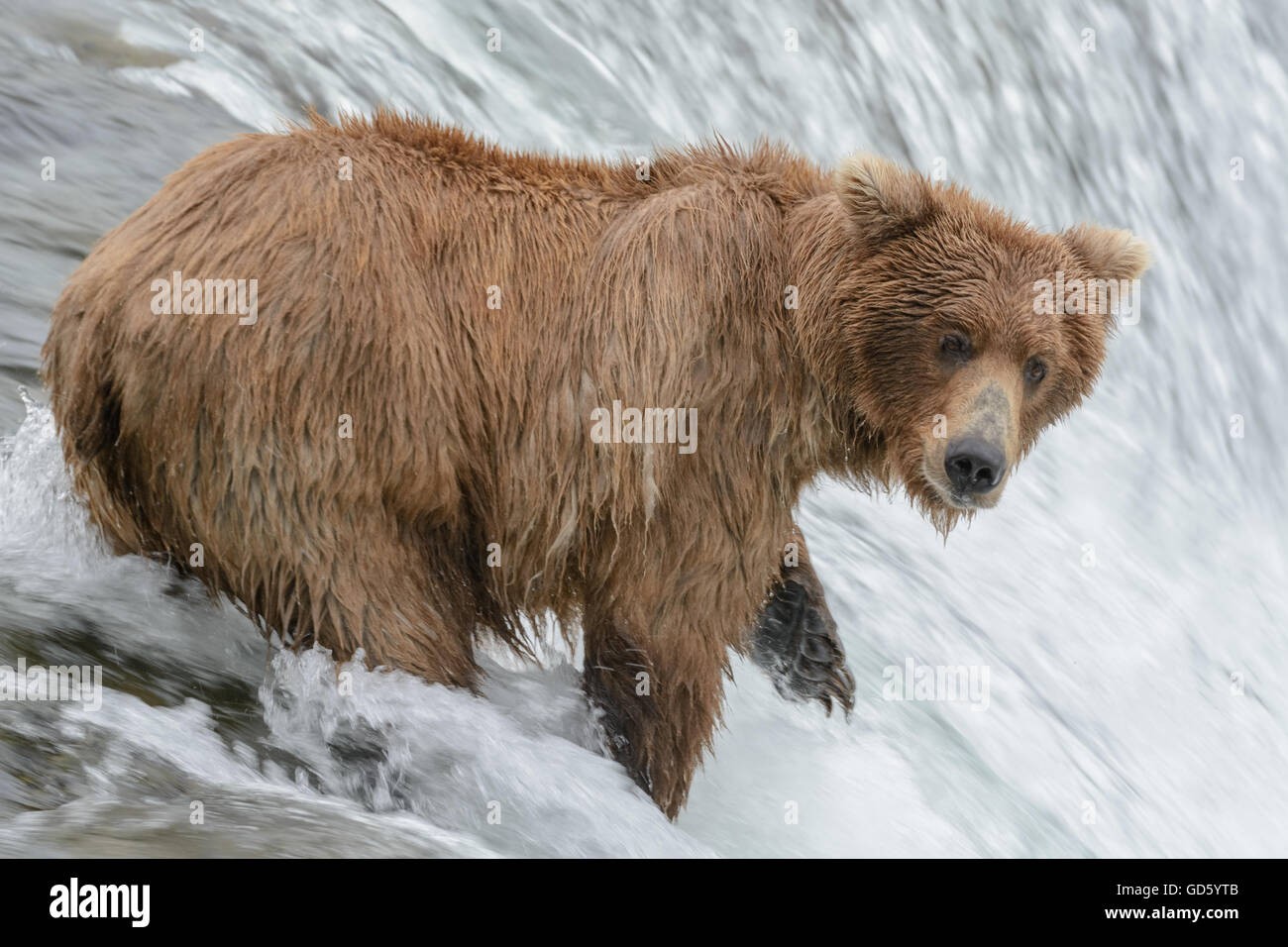 Pêcher le saumon de l'ours grizzli en haut d'une cascade. Brook Falls, Alaska Banque D'Images