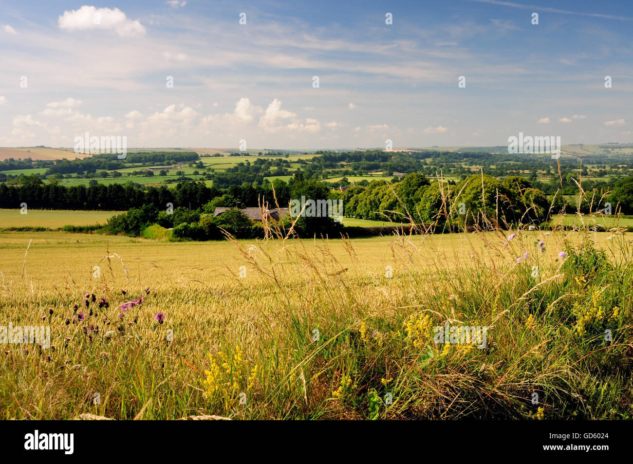 Paysage du Wiltshire, regard vers Début au-dessus de la plaine de Salisbury. Banque D'Images