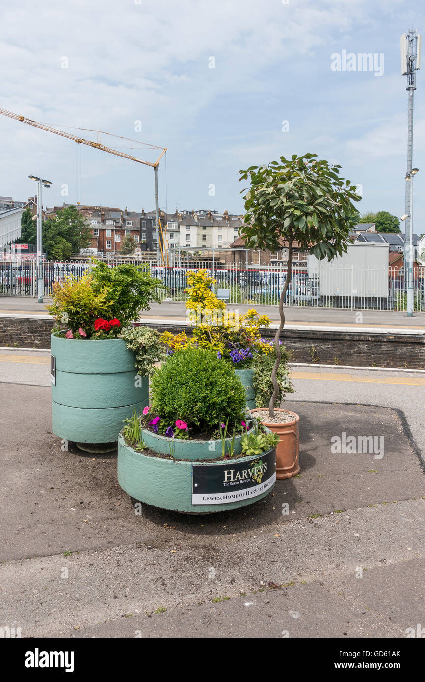 Fleurs Plantes de la plateforme de la gare de Lewes Sussex England Banque D'Images