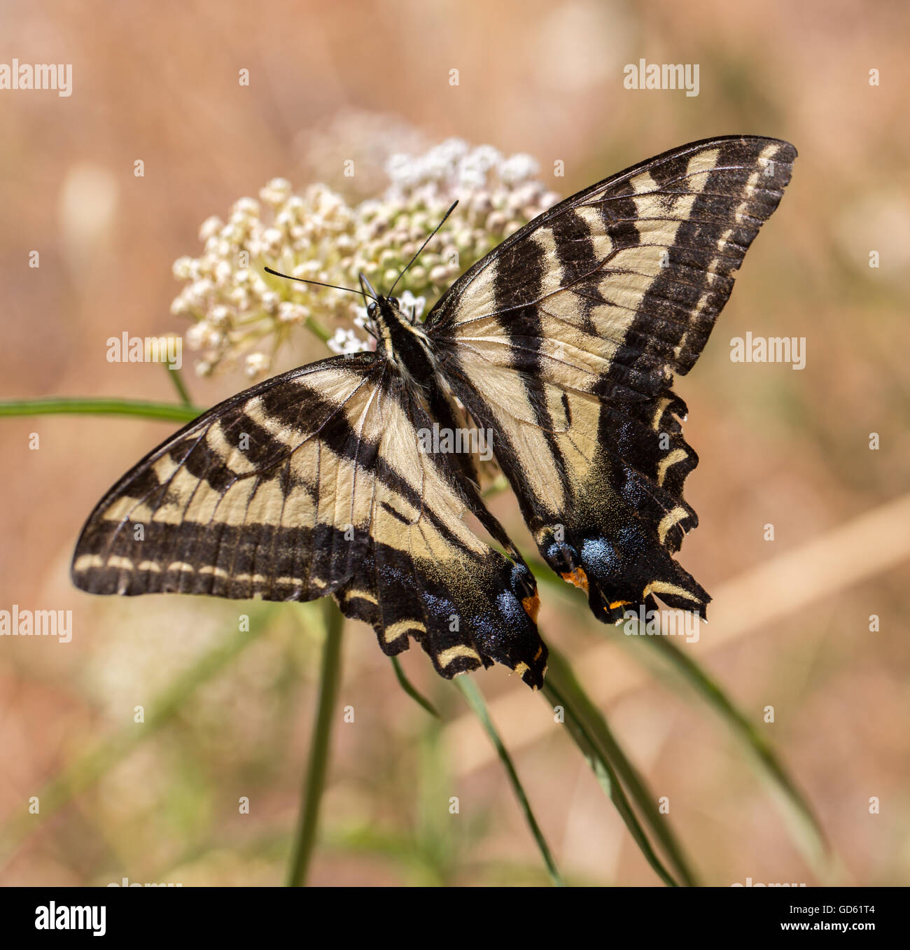 Western Tiger Papilio rutulus) nourris d'asclépiades plante. Banque D'Images