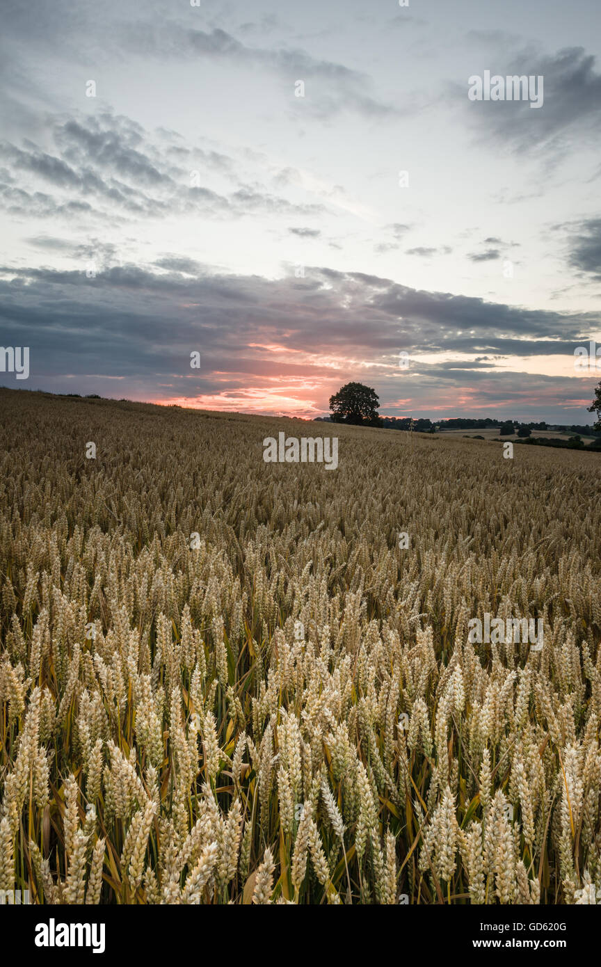 Crépuscule et un champ de maïs Banque D'Images