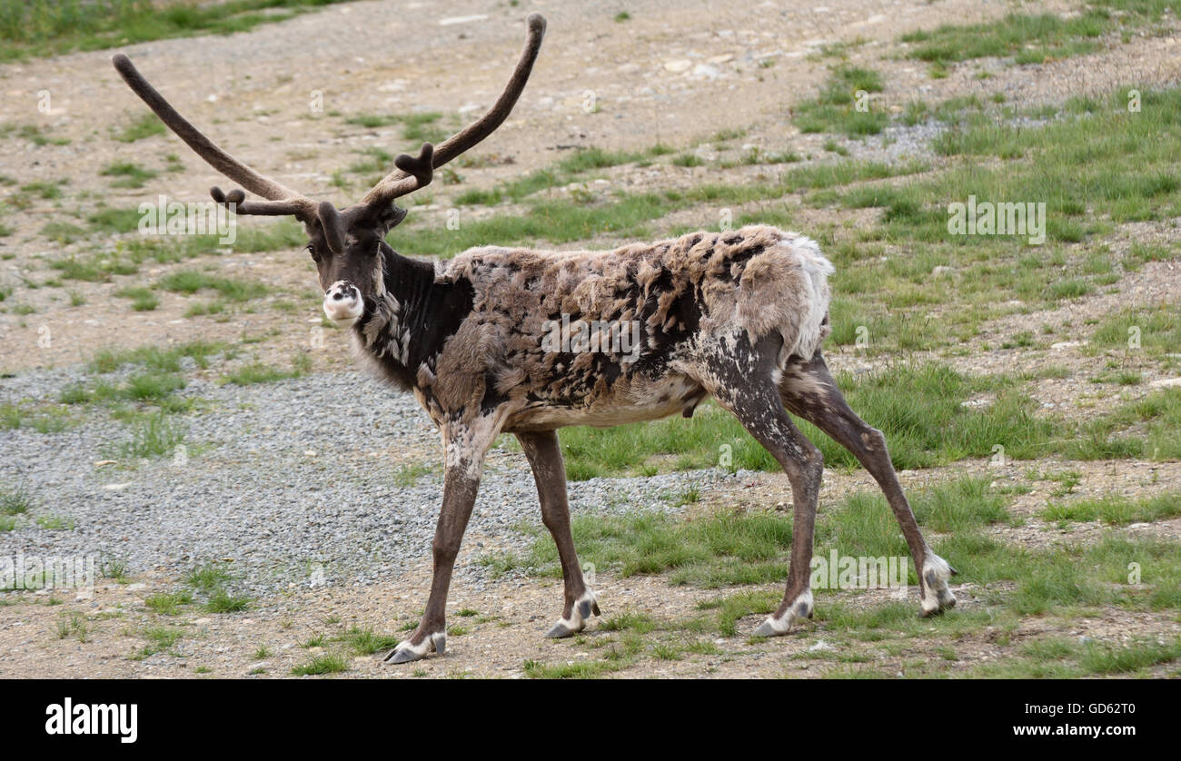 Un renne (Rangifer tarandus), également connu sous le nom de caribou au stade de perdre la fourrure d'hiver,photo du nord de la Suède. Banque D'Images