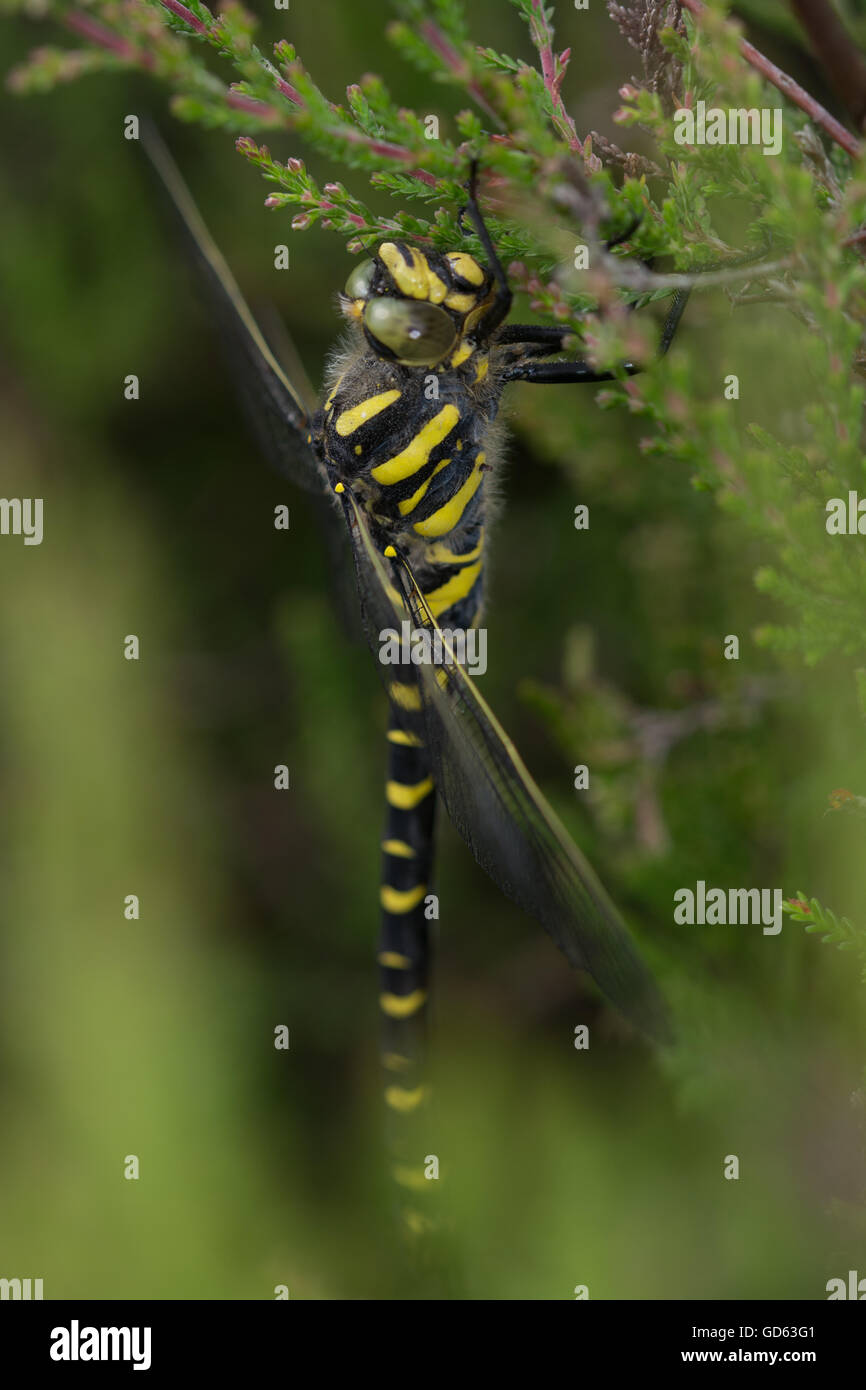 Golden-ringed dragonfly (Cordulegaster boltonii) sur la bruyère dans le Berkshire, Angleterre Banque D'Images