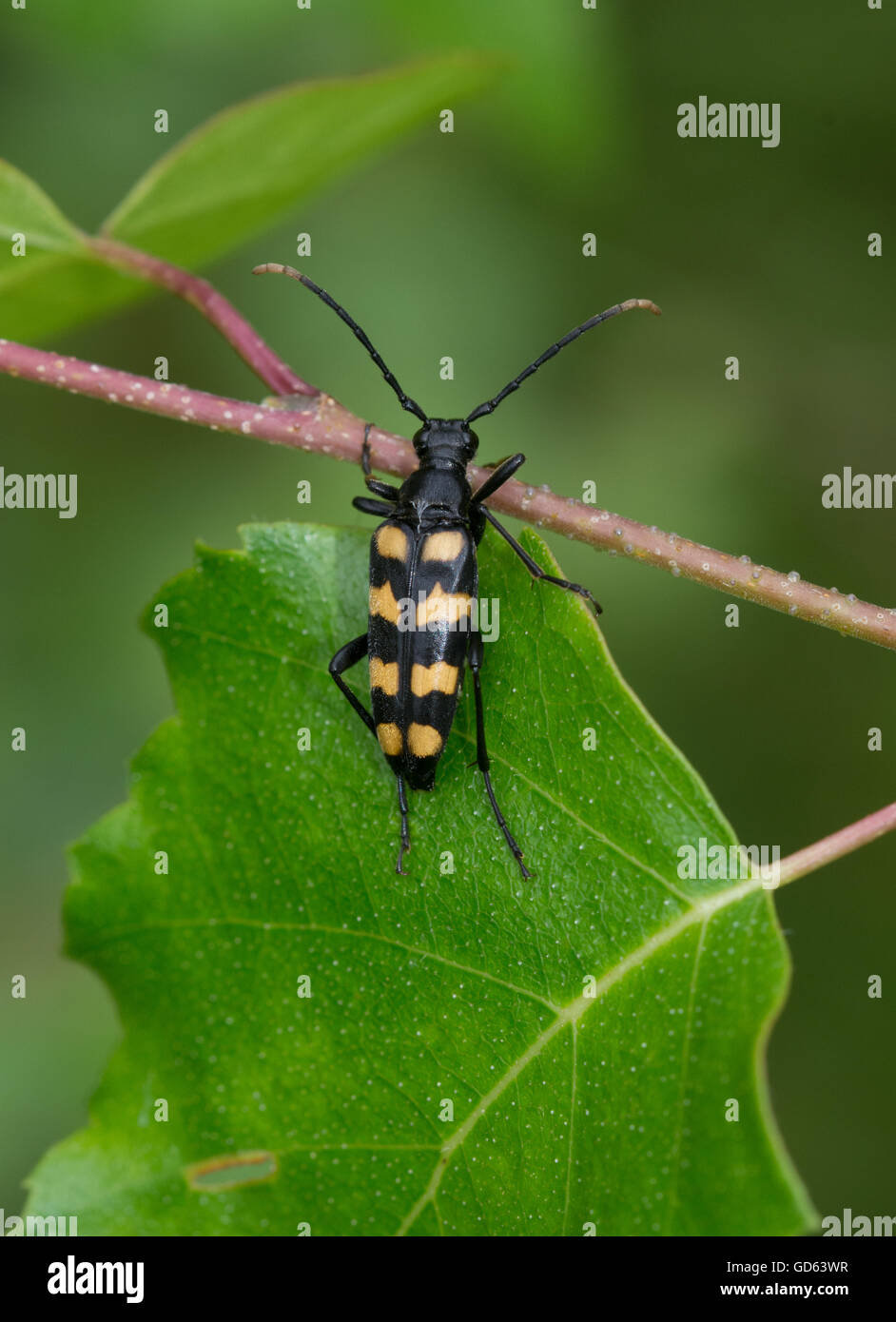 Quatre-longicorne bagués (Leptura quadrifasciata) dans le Berkshire, Angleterre Banque D'Images