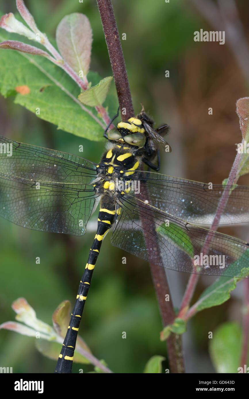 Libellule à anneaux dorés (Cordulegaster boltonii) mangeant une abeille dans le Berkshire, Angleterre, Royaume-Uni Banque D'Images