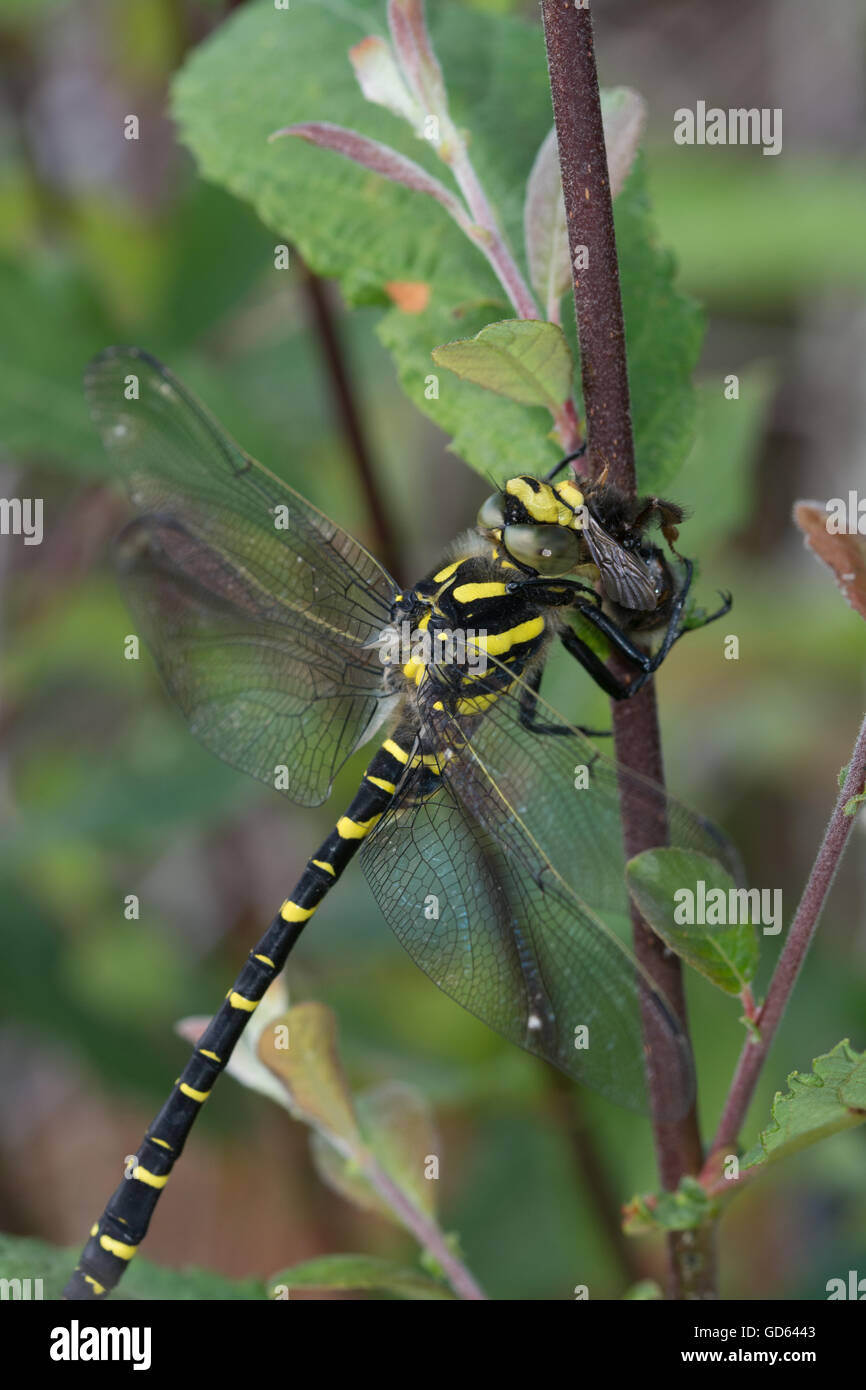 Gros plan de la libellule à anneaux dorés (Cordulegaster boltonii) mangeant une abeille dans le Berkshire, Angleterre, Royaume-Uni Banque D'Images