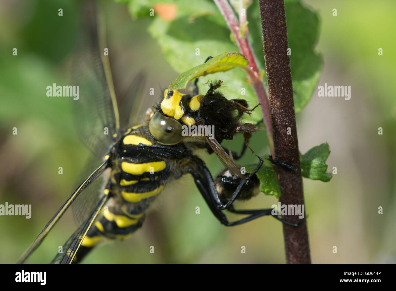 Gros plan de la libellule à anneaux dorés (Cordulegaster boltonii) mangeant une abeille dans le Berkshire, Angleterre, Royaume-Uni Banque D'Images