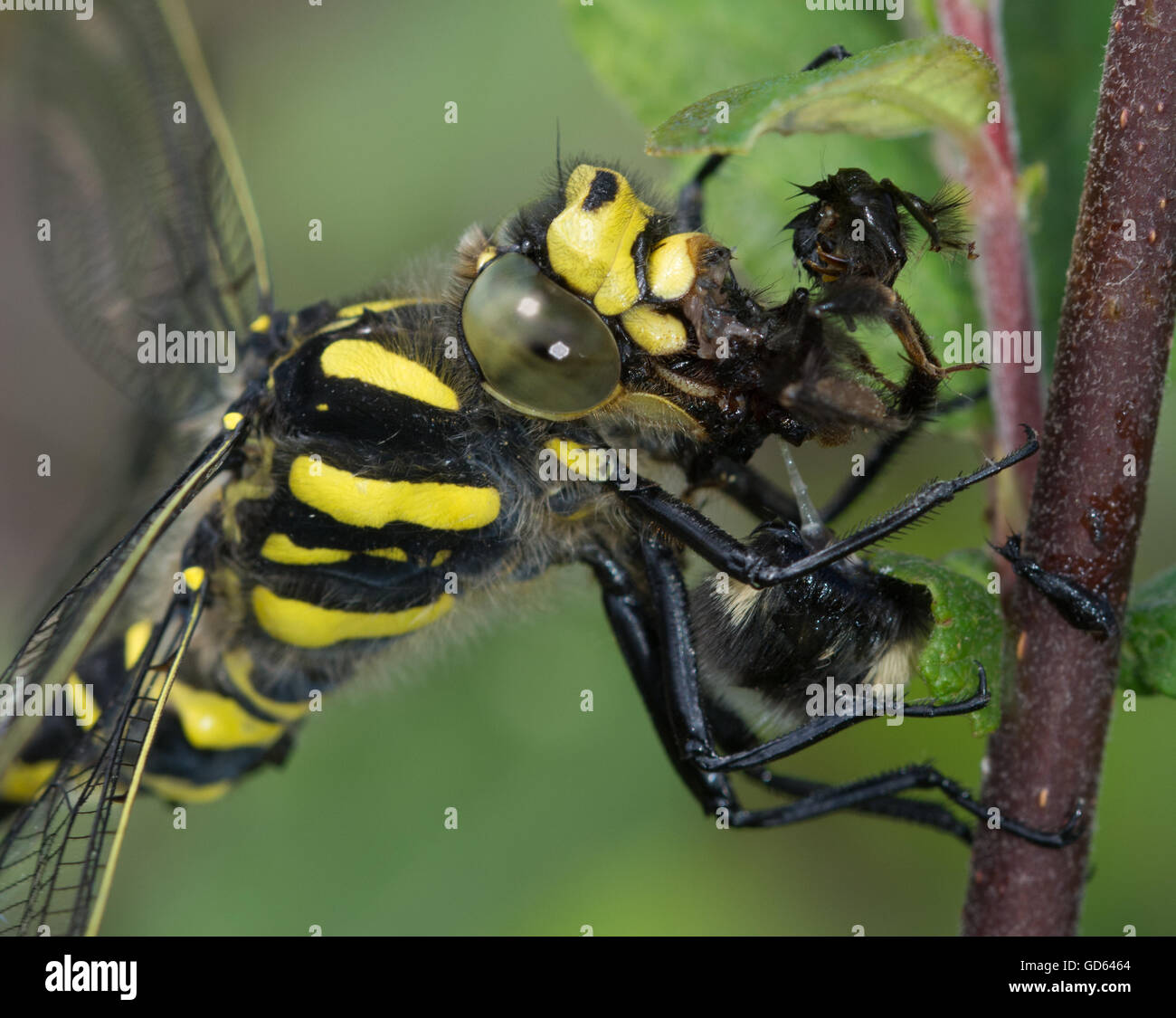 Gros plan de la libellule à anneaux dorés (Cordulegaster boltonii) mangeant une abeille dans le Berkshire, Angleterre, Royaume-Uni Banque D'Images