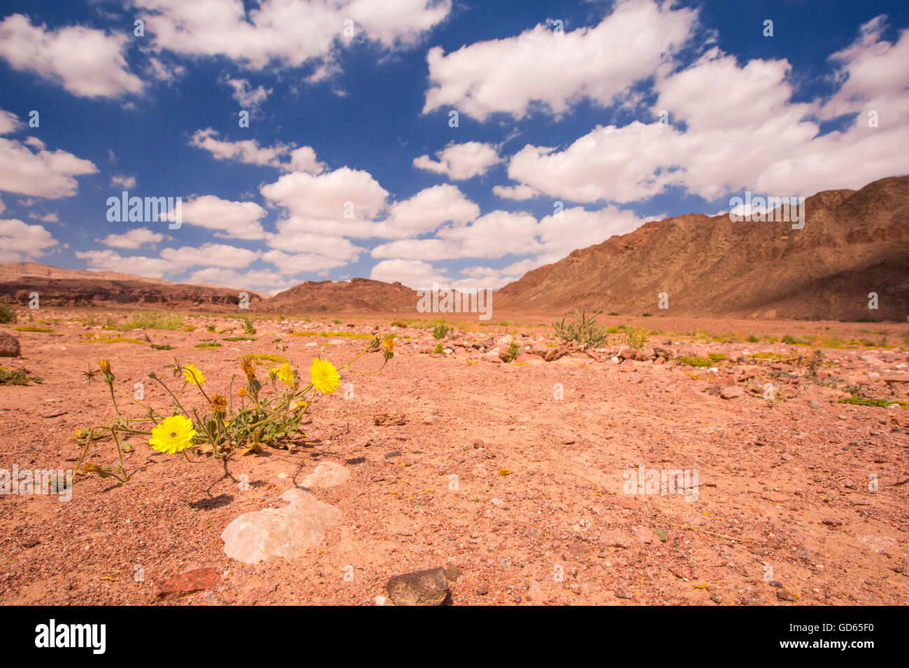 Picris longirostris blooming à Timna dans le désert de l'Arava, Israël en mars Banque D'Images