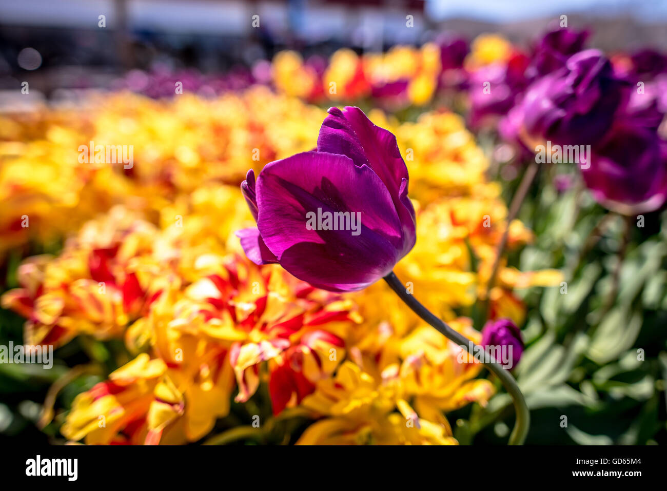 Tulip violet Floraison dans un jardin de printemps coloré sur un fond de fleurs orange panaché vibrant Banque D'Images