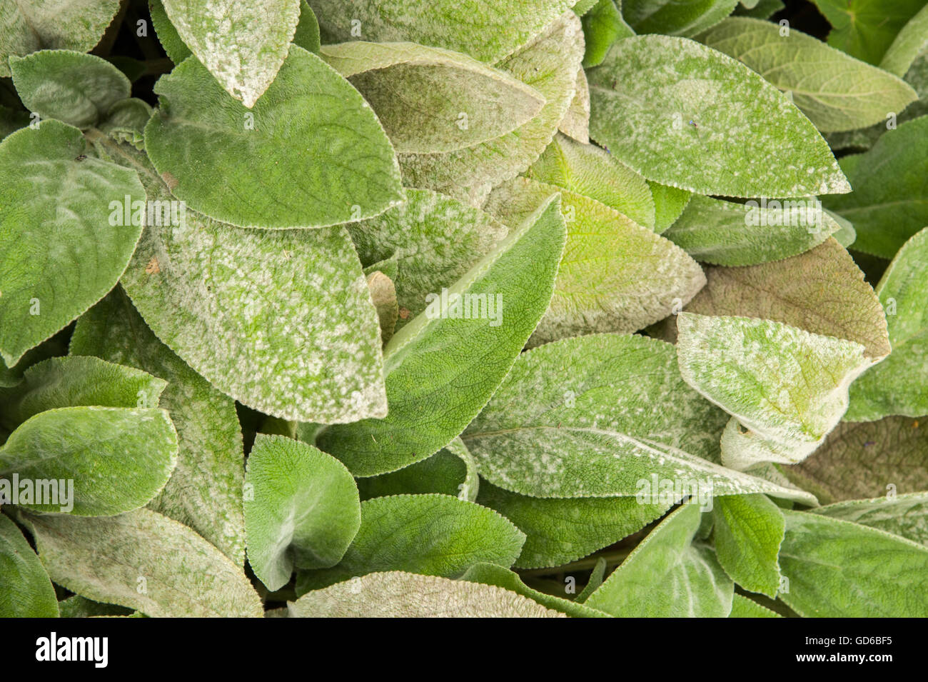 Stachys byzantina 'grandes oreilles' ou 'l'oreille d'agneau Grandes Oreilles' Arbuste vivace Banque D'Images
