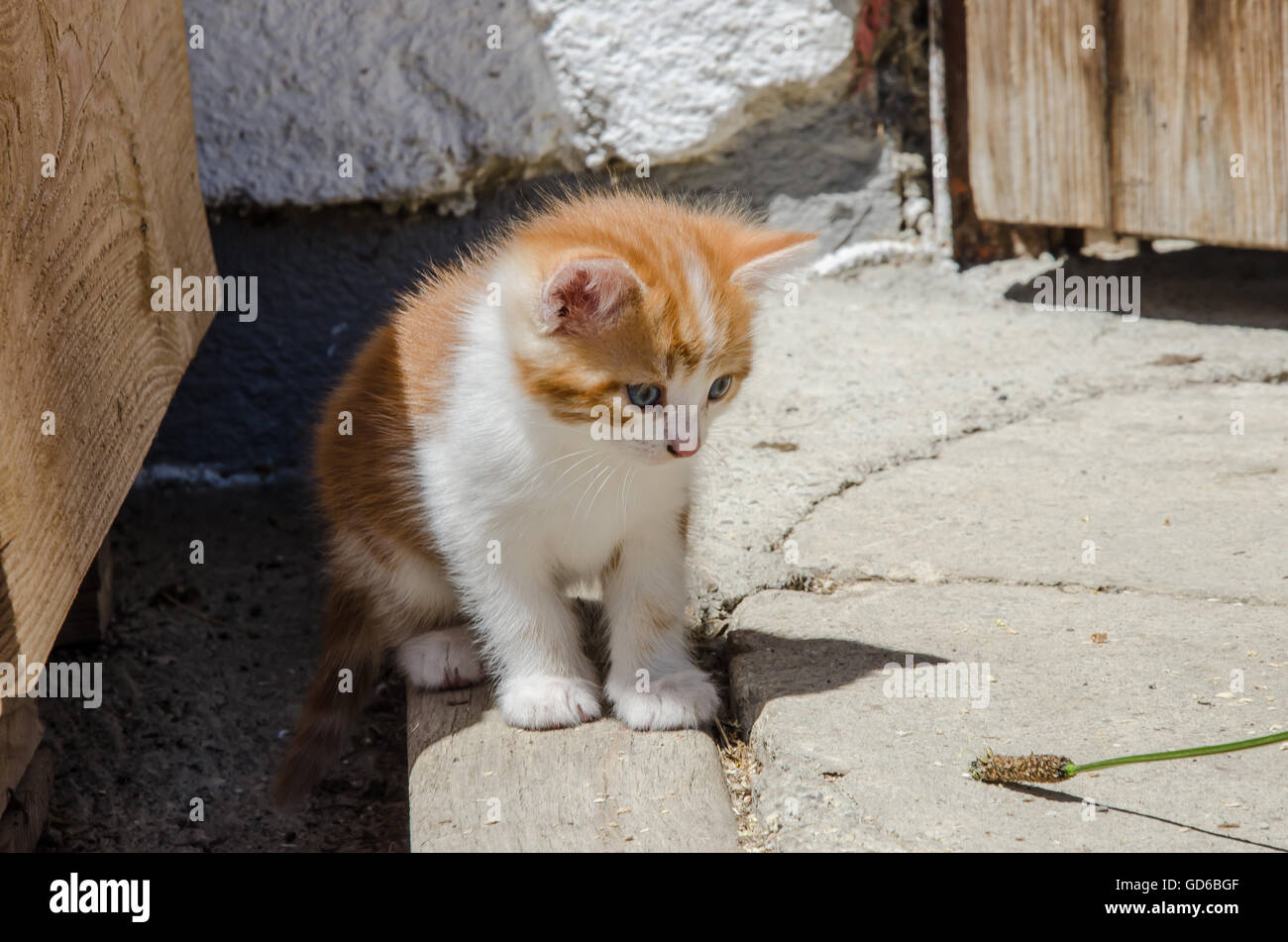 Explorer le monde - un chaton de couleur gingembre sur une ferme de Bavière ! Banque D'Images